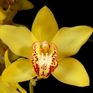 Click to enlarge image 1a-witte-cymbidium.jpg